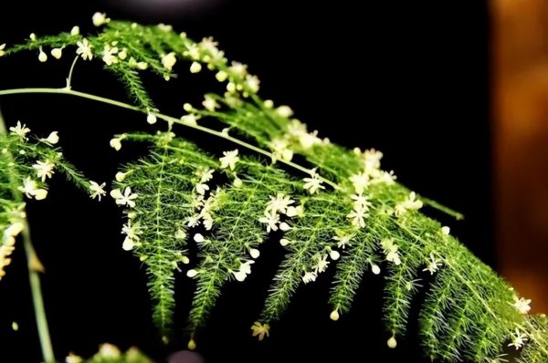 文竹的寓意和花语