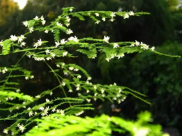 文竹的寓意和花语