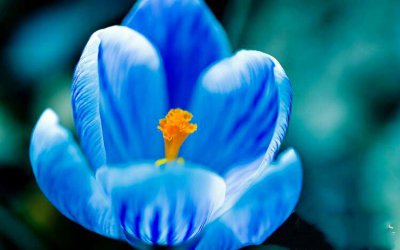 白番红花的花语是什么 番红花的寓意和象征