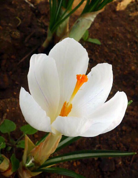 白番红花的花语是什么