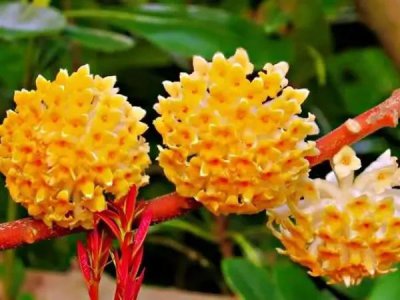 结香花的花语是什么 描述结香的寓意和象征