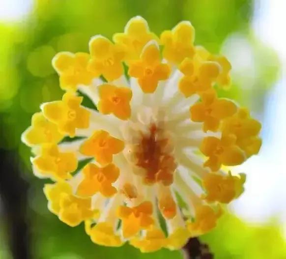 结香花的花语是什么