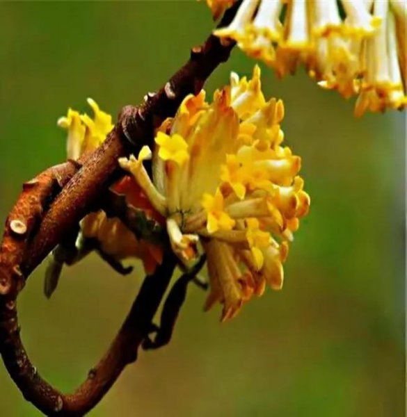 结香花的花语是什么