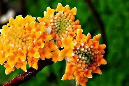 结香花的花语是什么