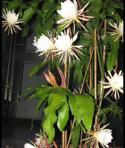 昙花盆栽怎么养殖 昙花的养护注意事项