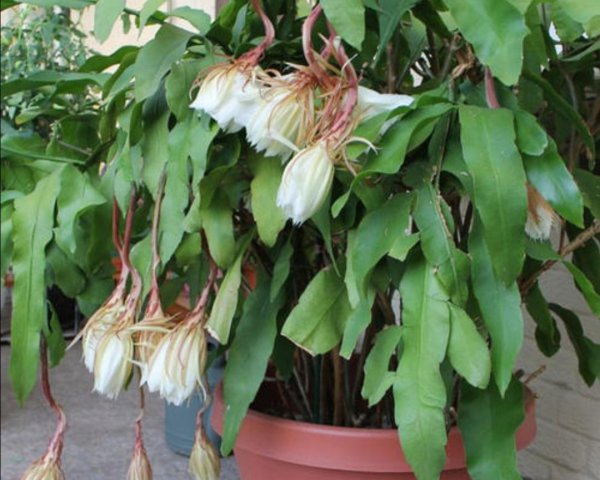 昙花盆栽怎么养殖