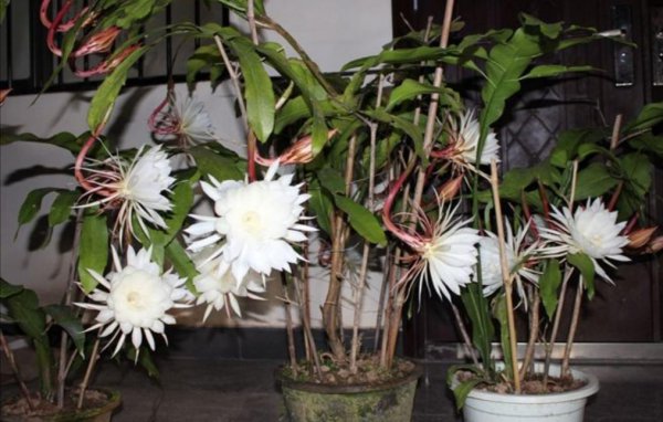 昙花盆栽怎么养殖