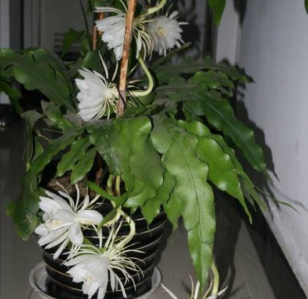 昙花盆栽怎么养殖