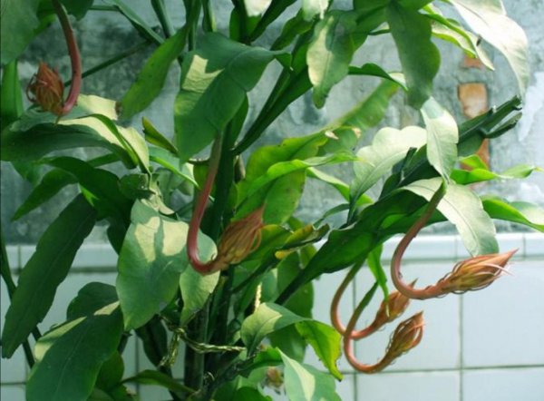 昙花盆栽怎么养殖