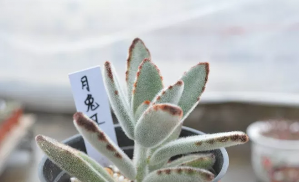 景天科多肉植物有哪些