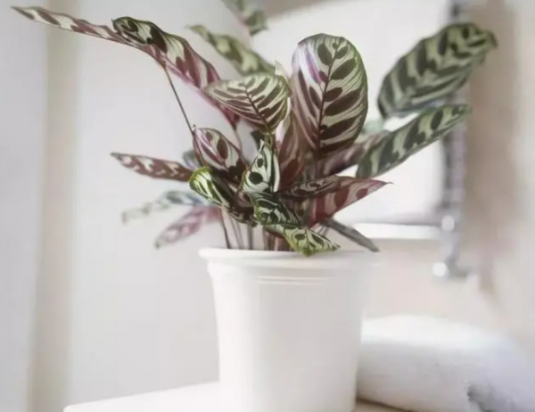 孔雀竹芋怎么养