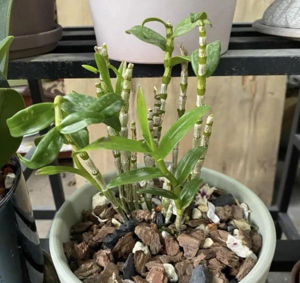 石斛怎么种植方法