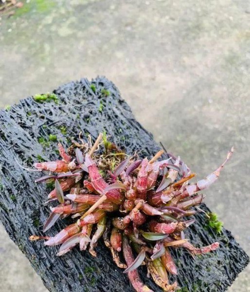 石斛怎么种植方法