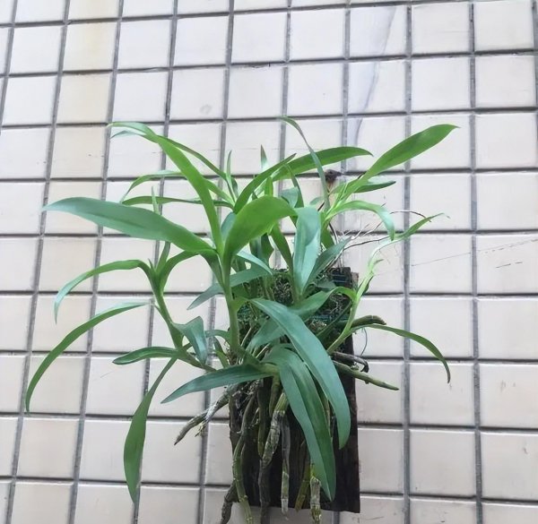 石斛怎么种植方法