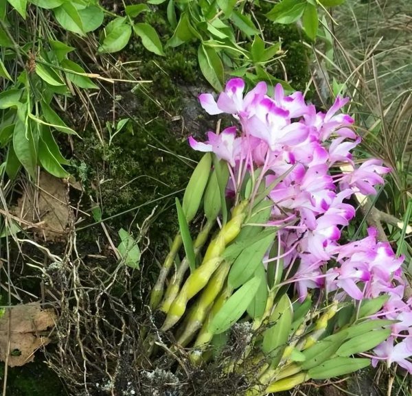 石斛怎么种植方法