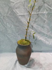 罗汉竹怎么养 罗汉竹盆景的养殖方法讲解