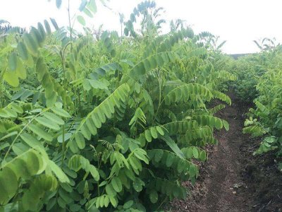 紫穗槐盆景怎么养 紫穗槐种子种植方法讲解