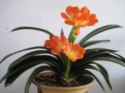 室内花卉有哪些 室内好养的花卉排名