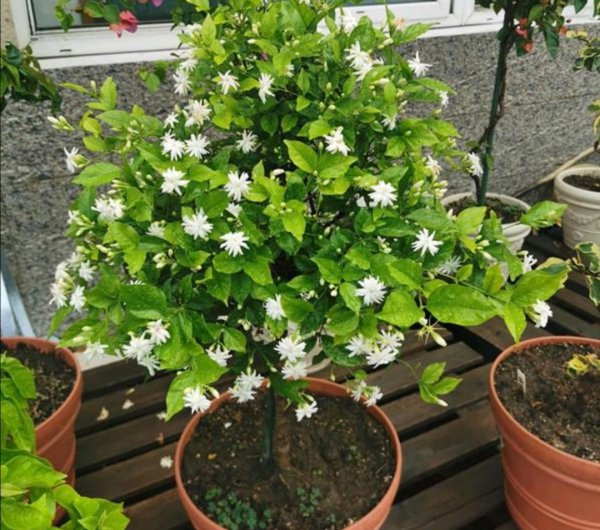 室内花卉有哪些