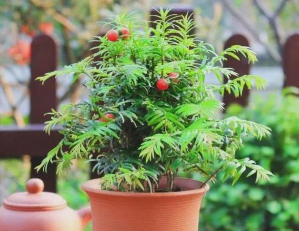 室内花卉有哪些