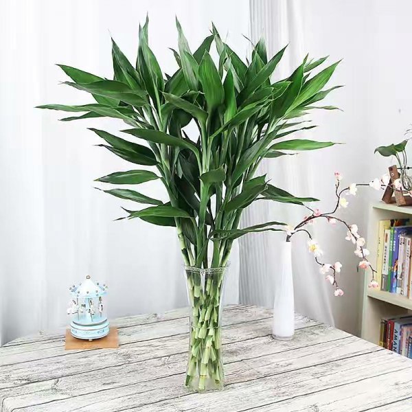 办公室绿植有哪些品种