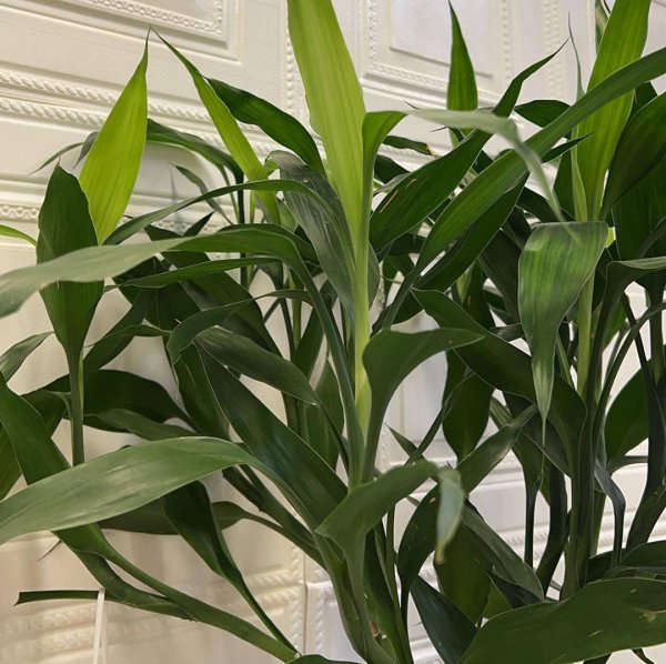办公室绿植有哪些品种