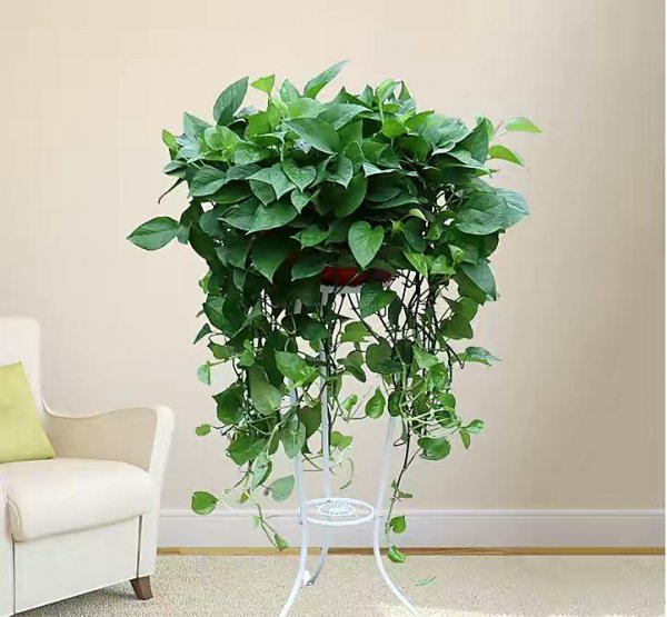 办公室绿植有哪些品种