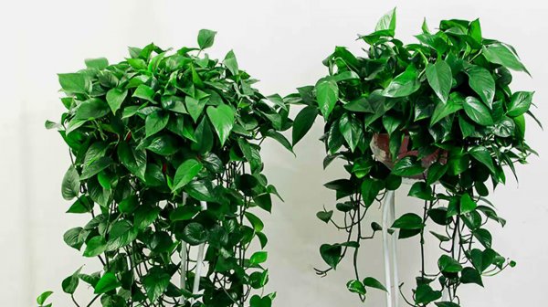 办公室绿植有哪些品种