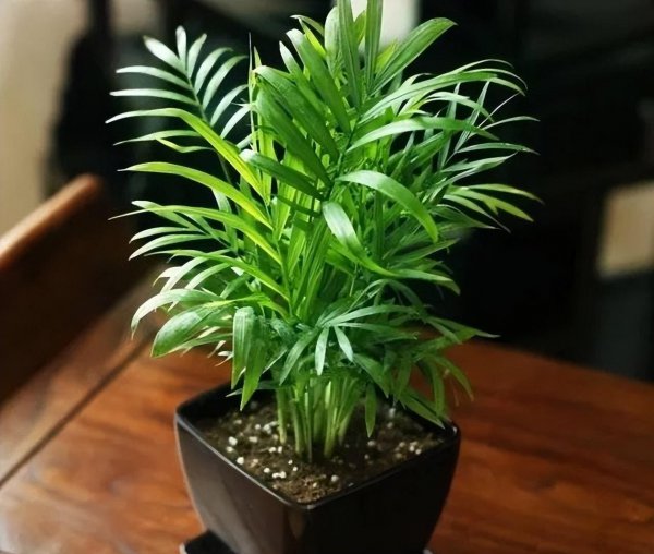 办公室绿植有哪些品种