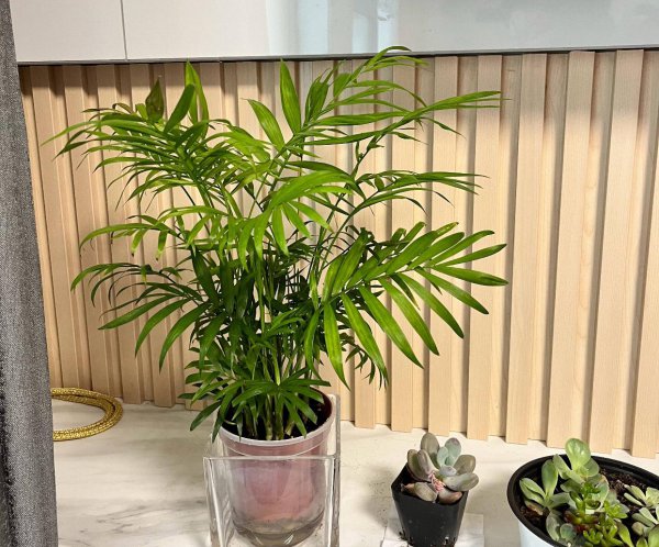 办公室绿植有哪些品种
