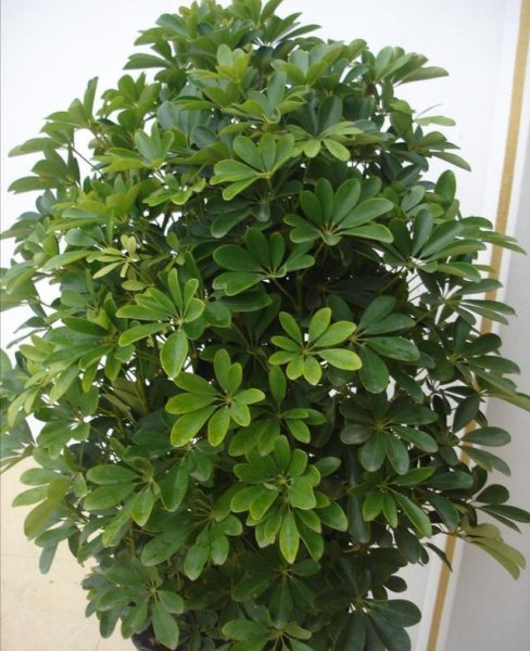 办公室绿植有哪些品种