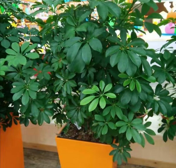 办公室绿植有哪些品种