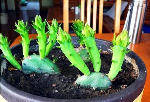 仙人掌怎么养才能开花