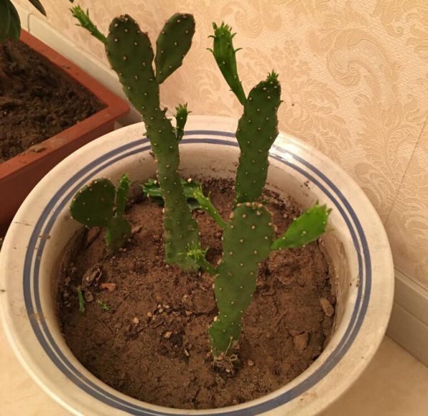 仙人掌怎么养才能开花