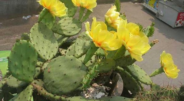 仙人掌怎么养才能开花