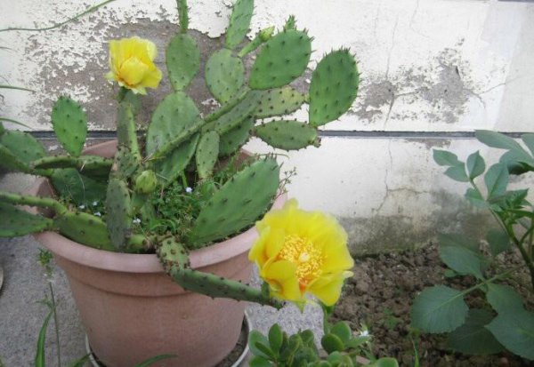 仙人掌怎么养才能开花