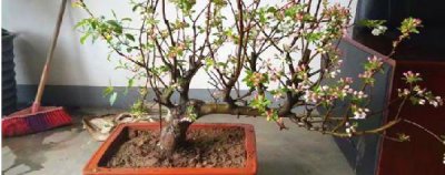 海棠花怎么种植方法 盆栽海棠花的养护知识