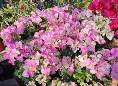 家庭常见花卉有哪些 居家花卉品种及图解