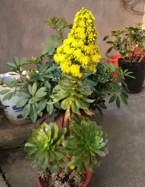 家庭常见花卉有哪些