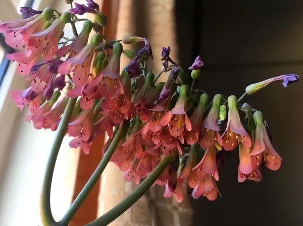 家庭常见花卉有哪些