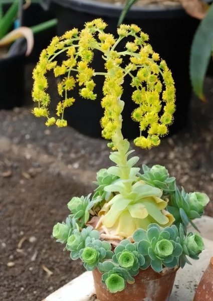 家庭常见花卉有哪些
