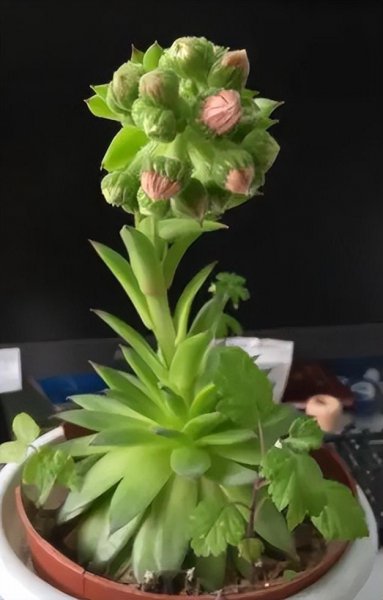 家庭常见花卉有哪些