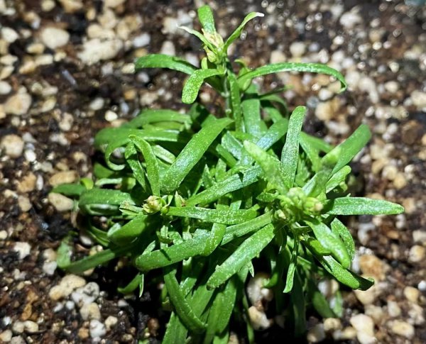 满天星怎么种植
