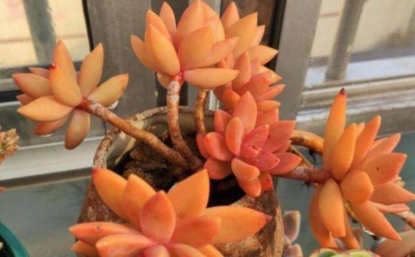 多肉植物有哪些品种