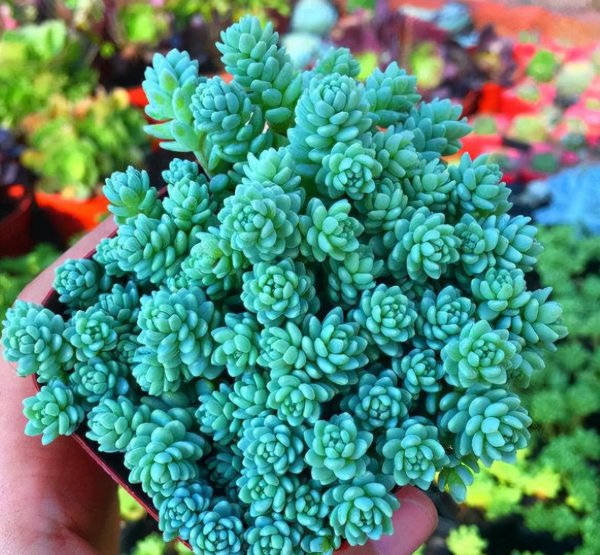 多肉植物有哪些品种