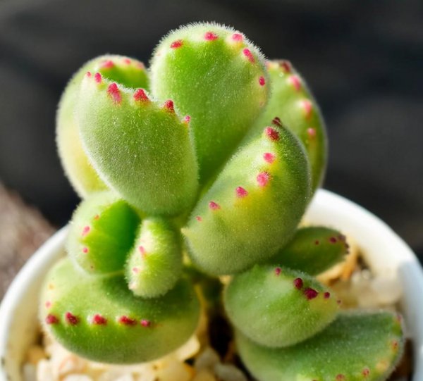 多肉植物有哪些品种