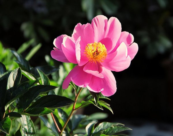 芍药花怎么种植方法
