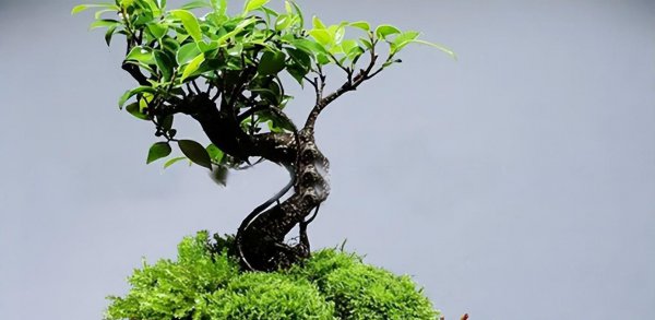小叶榕盆景怎么养