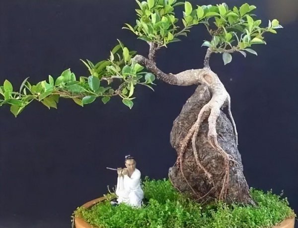 小叶榕盆景怎么养