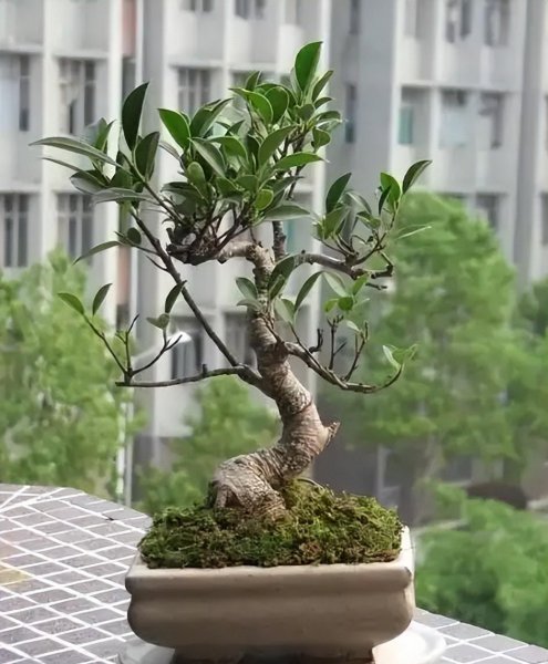 小叶榕盆景怎么养